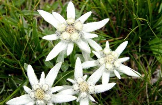 ../images/home/Stelle_alpine.jpg ../images/home/Stelle_alpine.jpg